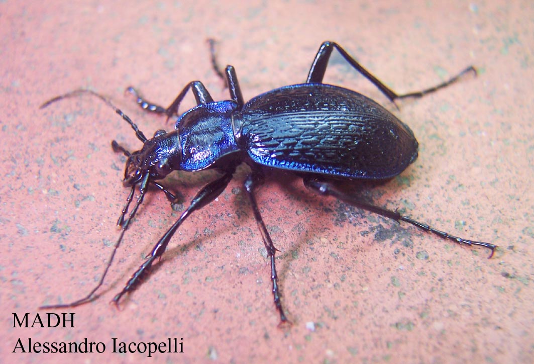 Carabus convexus, C. rossii e C. lefebvrei bayardi